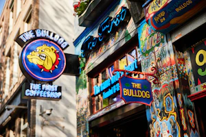 The Bulldog The First