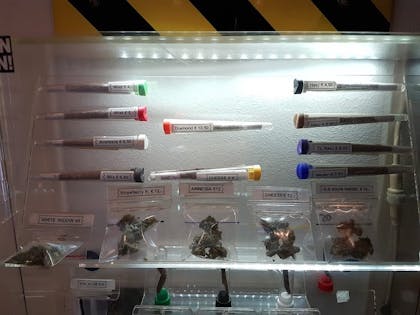 Coffeeshop The Lounge in Haarlem