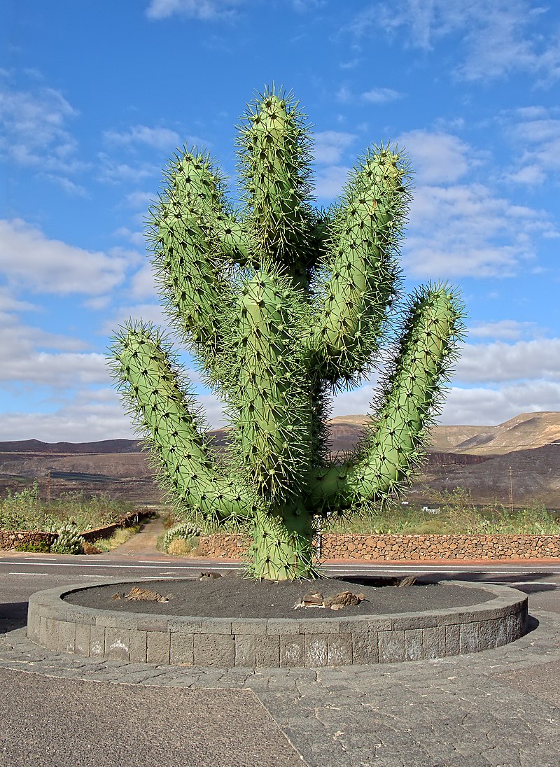 cactus