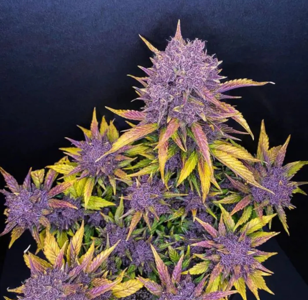 purple strain 