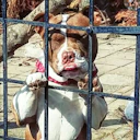 romantic highness oh oh loezznoezzzz